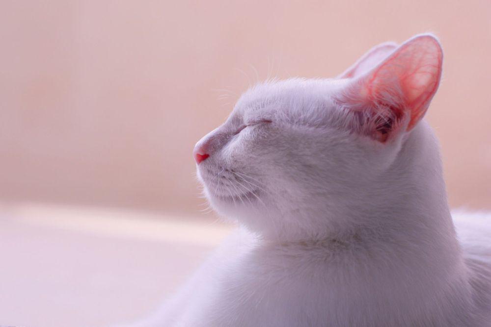 6 Fakta Unik Telinga Kucing yang Jarang Diketahui