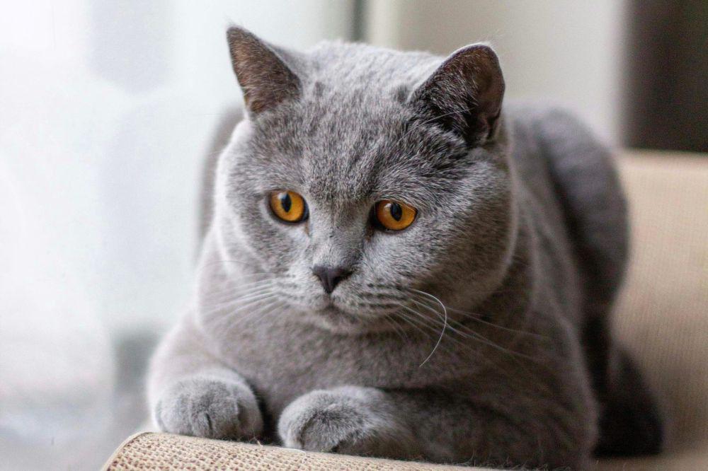ilustrasi telinga kucing (unsplash.com/Frederic Christian)