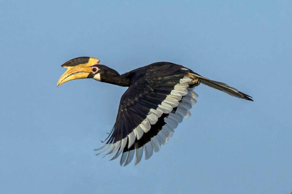 ilustrasi burung rangkong (commons.wikimedia/Charles J. Sharp)