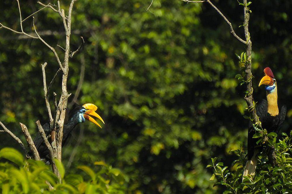 ilustrasi burung rangkong (commons.wikimedia/Raynton Rare'a)
