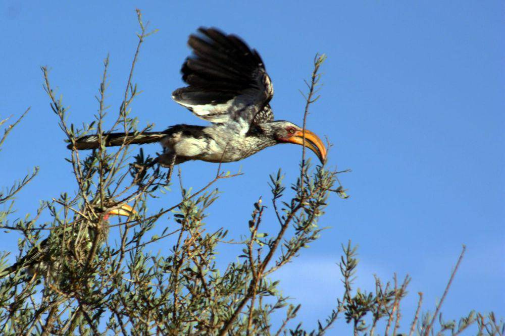 ilustrasi burung rangkong (commons.wikimedia/Charles J.Sharp)