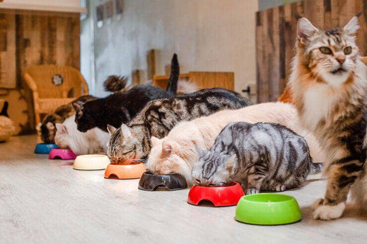 Warga Surabaya Bisa Titip Hewan Peliharaan di Puskeswan, Ini Syaratnya