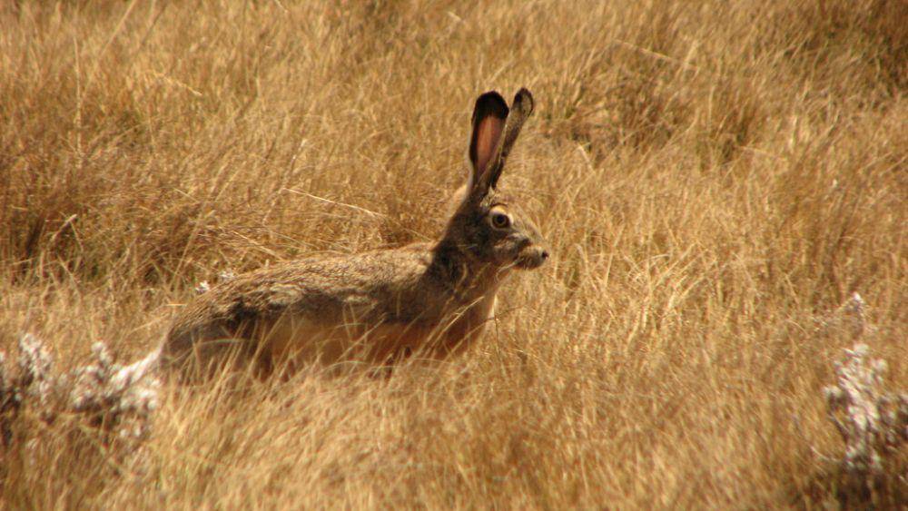 ilustrasi Lepus starcki (commons.wikimedia.org/jtkerb)