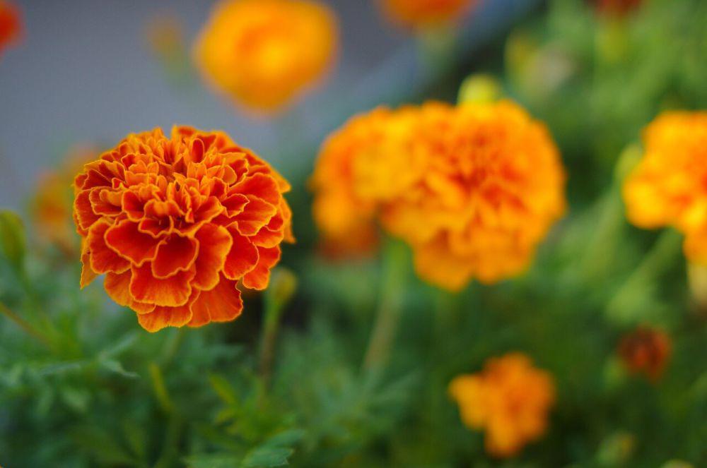 7 Trik Menanam Bunga Marigold dari Biji agar Rajin Berbunga Indah