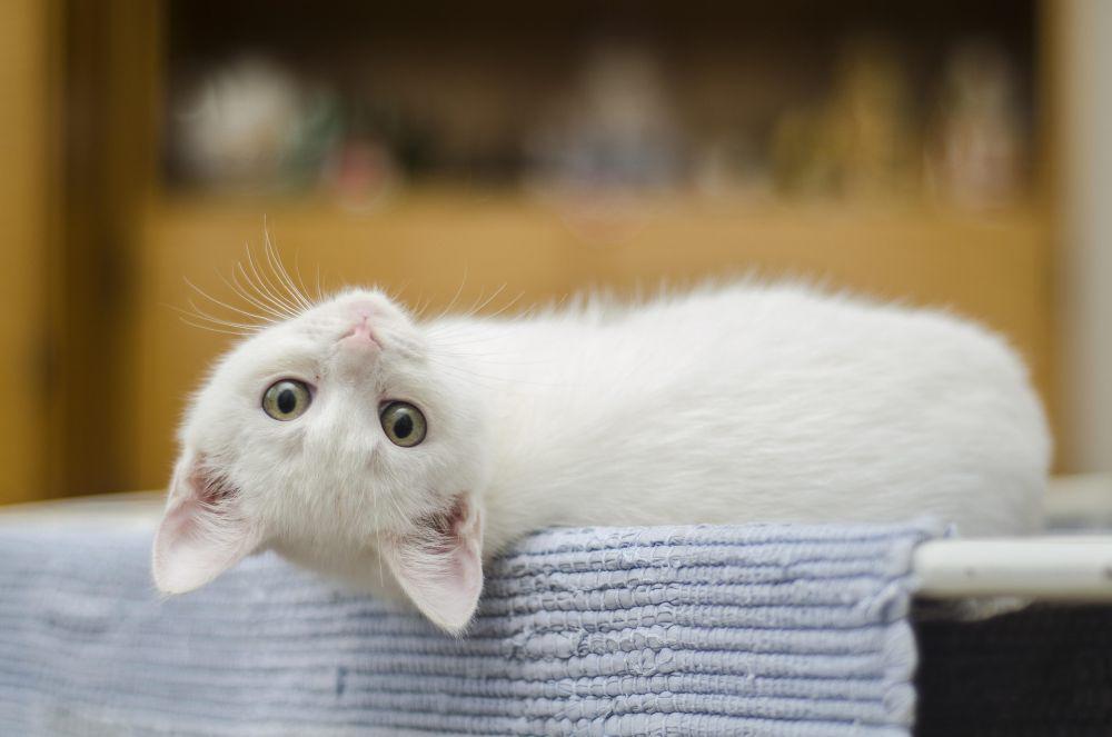 ilustrasi kucing putih (pixabay.com/Pexels)