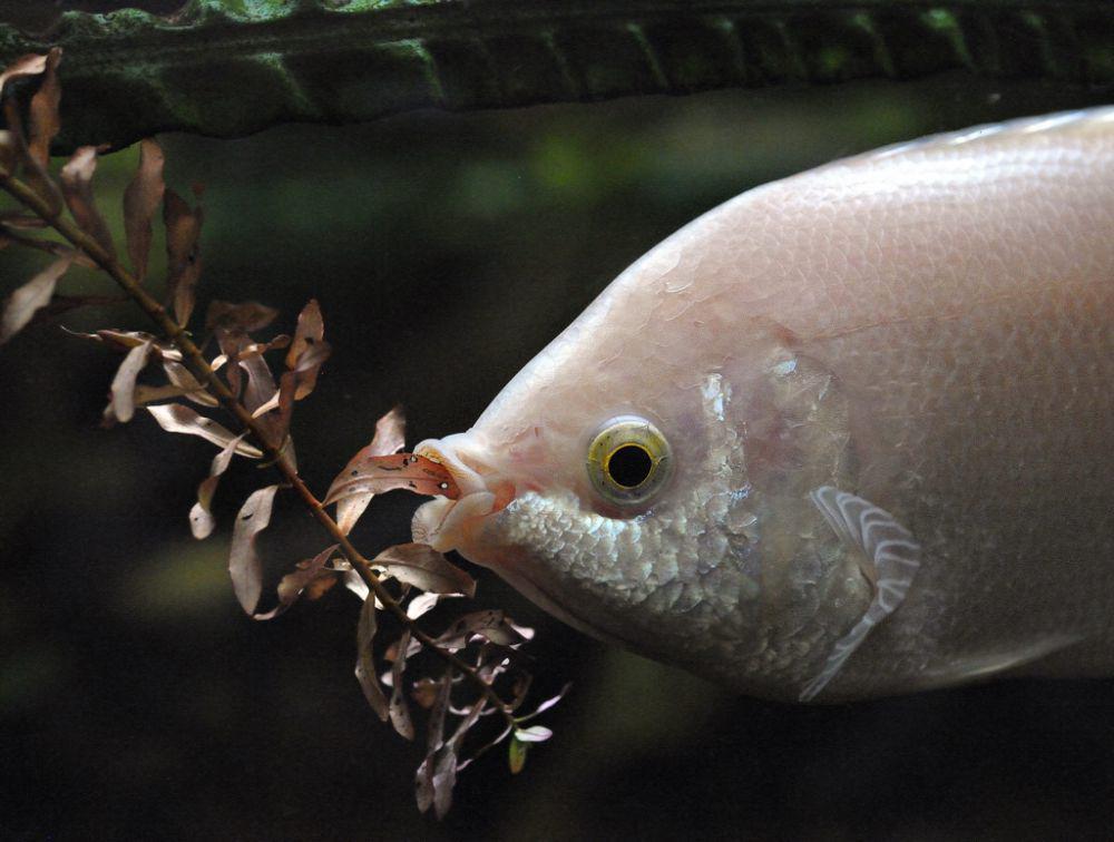 5 Fakta Unik Gurami, Ikan Terkenal yang Bisa Dimakan dan Dipelihara
