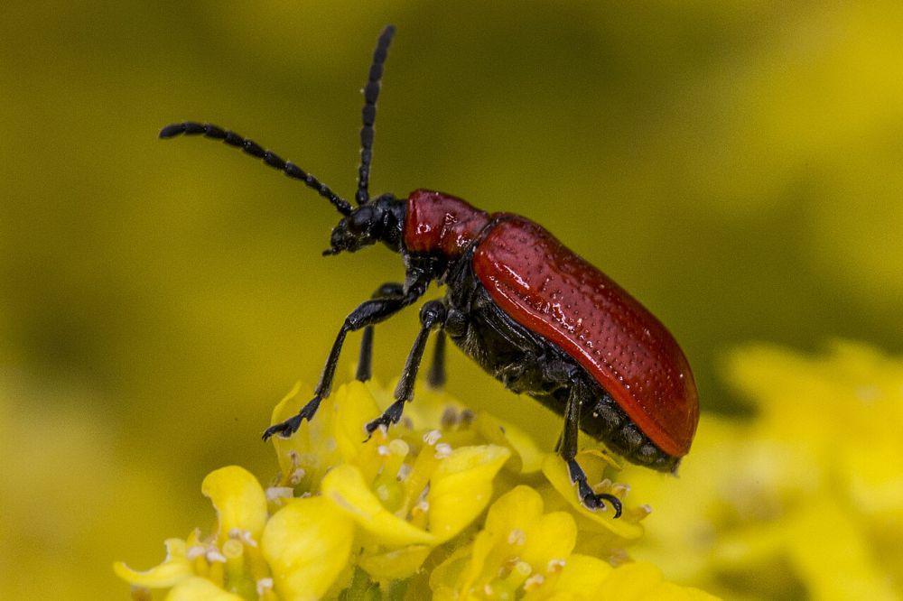 5 Fakta Unik Kumbang Daun Lily, Hama Tumbuhan yang Bisa Pura-pura Mati