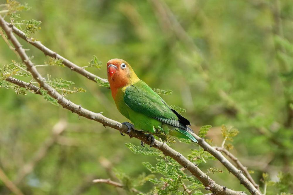 Kenapa Lovebird Mencabut Bulunya Sendiri? Ini Penyebabnya