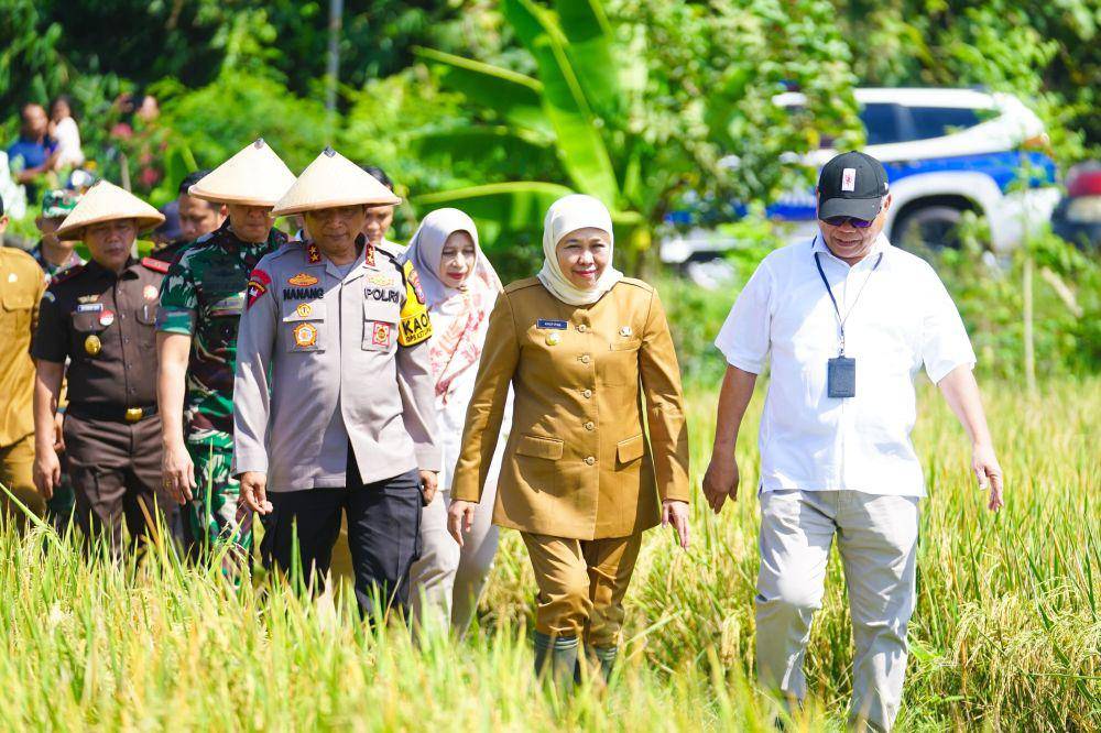 37 Daerah di Jatim Panen Raya 5.500 Hektare