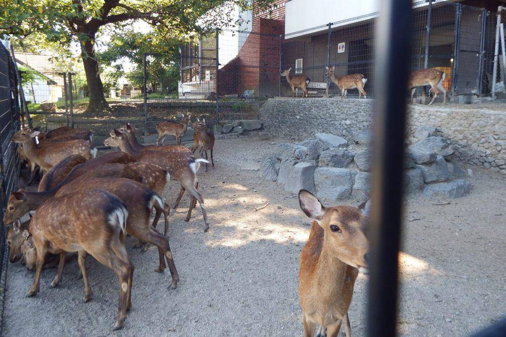 ilustrasi tempat wisata di Ehime Jepang (commons.wikimedia.org/Araiyasushige)