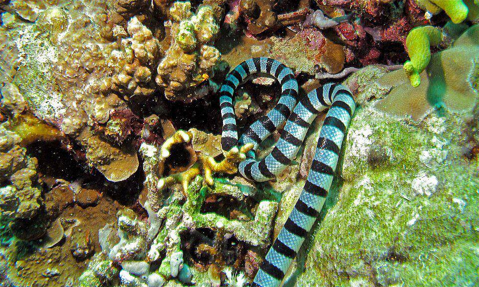 seekor erabu kuning yang sedang mencari belut laut (commons.wikimedia.org/Bernard DUPONT)