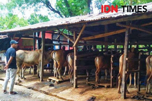 16 Ribu Ekor Sapi dari Bima akan Dikirim ke Luar Daerah