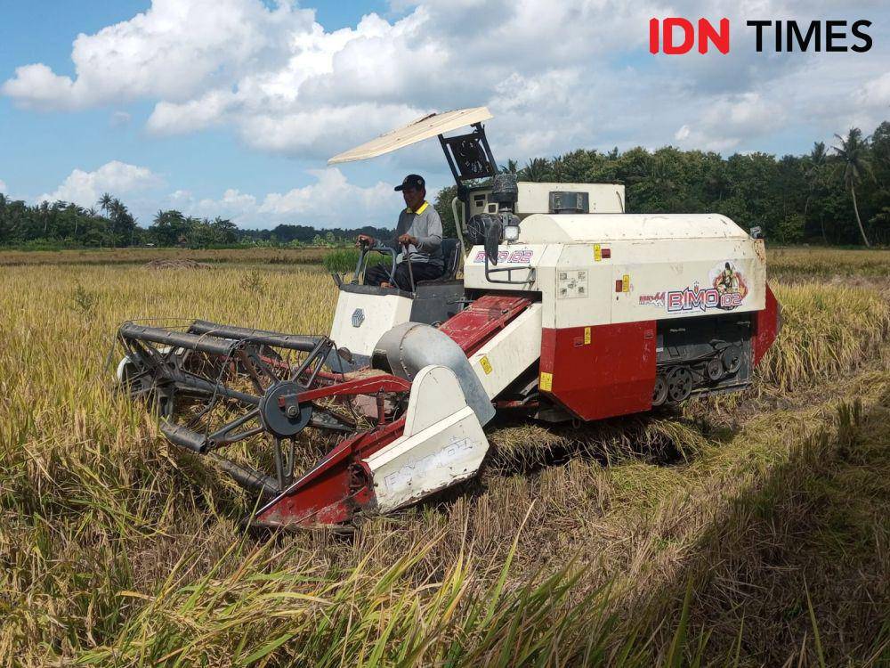 Panen raya padi di Bulak Sirat, Kalurahan Sidomulyo Kapanewon Bambanglipuro Bantul.(IDN Times/Daruwaskita)