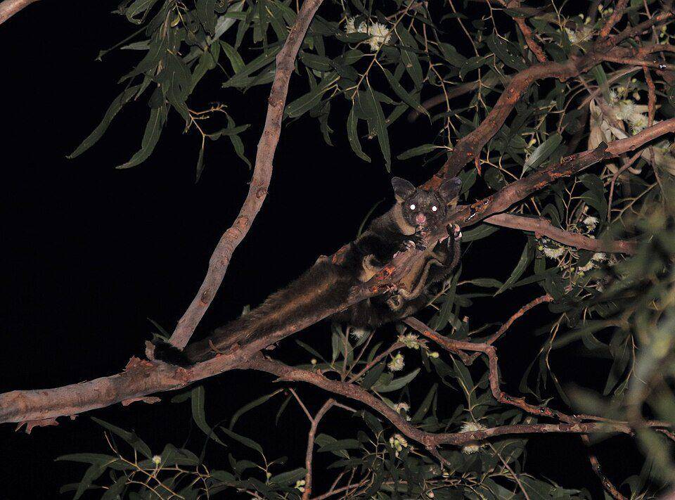Yellow bellied glider (commons.wikimedia.org/Greg Tasney)