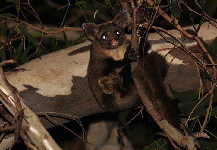 Yellow bellied glider (commons.wikimedia.org/Greg Tasney)