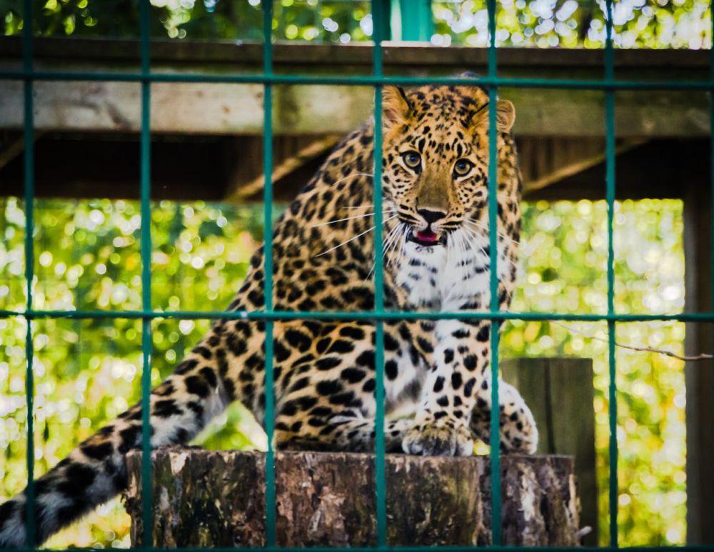 Apa yang Terjadi pada Hewan di Kebun Binatang saat Perang Dunia II?