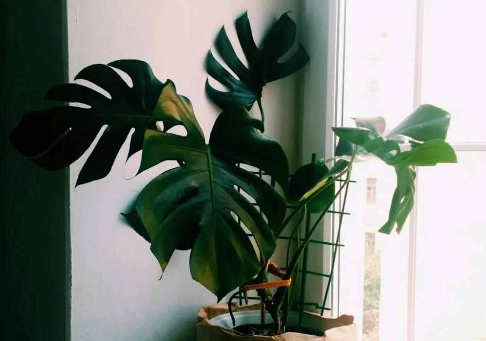 ilustrasi monstera deliciosa (pexels.com/Inga Seliverstova)