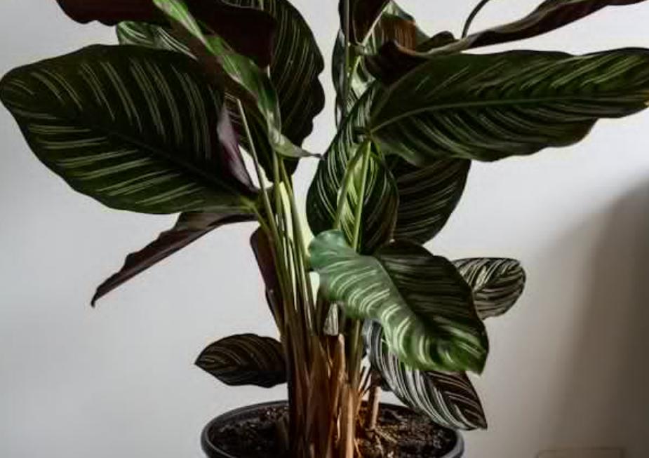 ilustrasi calathea orbifolia (pexels.com/Jardín De Neko)