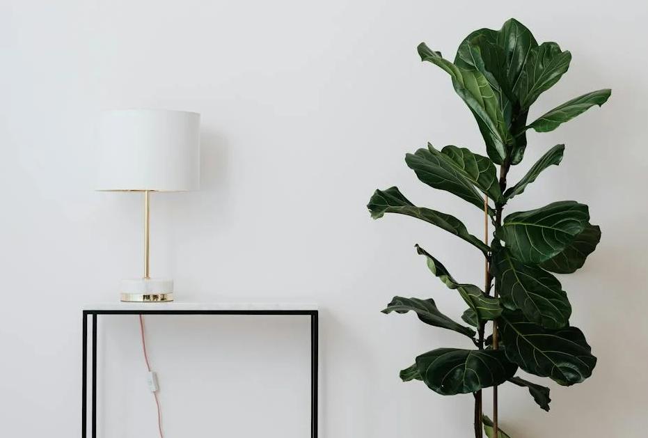 ilustrasi ficus lyrata (pexels.com/Photo By: Kaboompics.com)