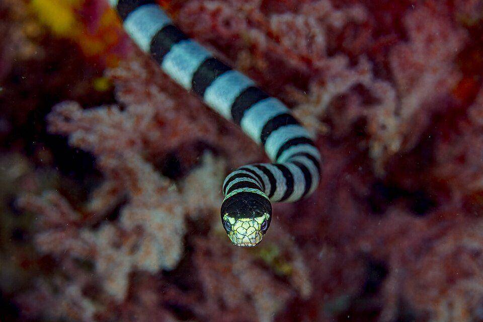 Erabu kuning hidup di antara karang laut, tetapi tetap kembali ke daratan untuk beberapa alasan. (commons.wikimedia.org/Diego Delso)