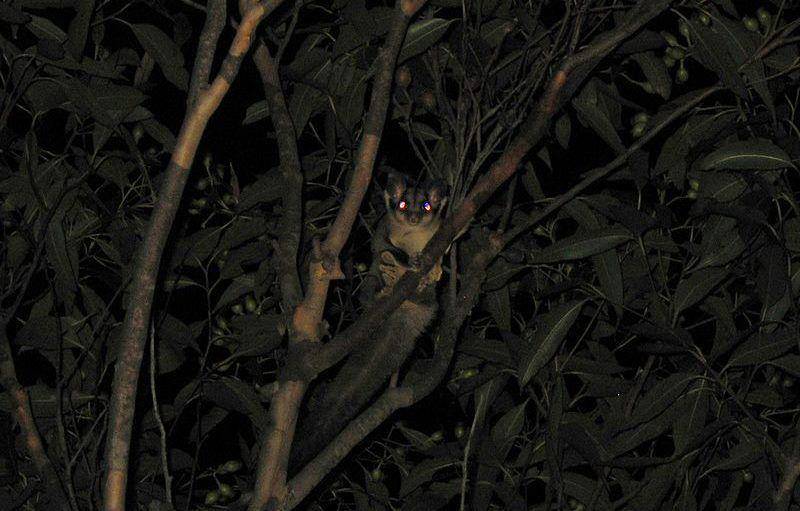 Yellow bellied glider (commons.wikimedia.org/Greg Schechter)