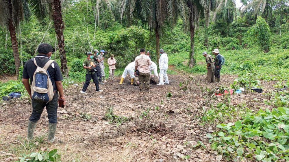 Hasil Nekropsi, Ada Bekas Luka di Badan Gajah yang Mati di Langkat