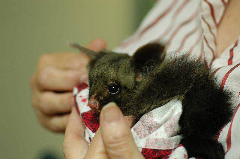 Yellow bellied glider (commons.wikimedia.org/Doug Beckers)