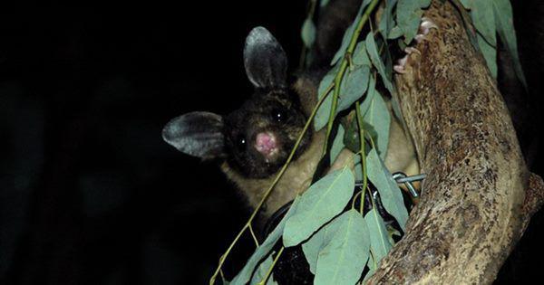 5 Fakta Yellow Bellied Glider, Berkomunikasi dengan Suara Jeritan!