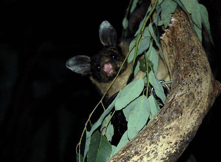 Yellow bellied glider (commons.wikimedia.org/Andrea Arbogast)