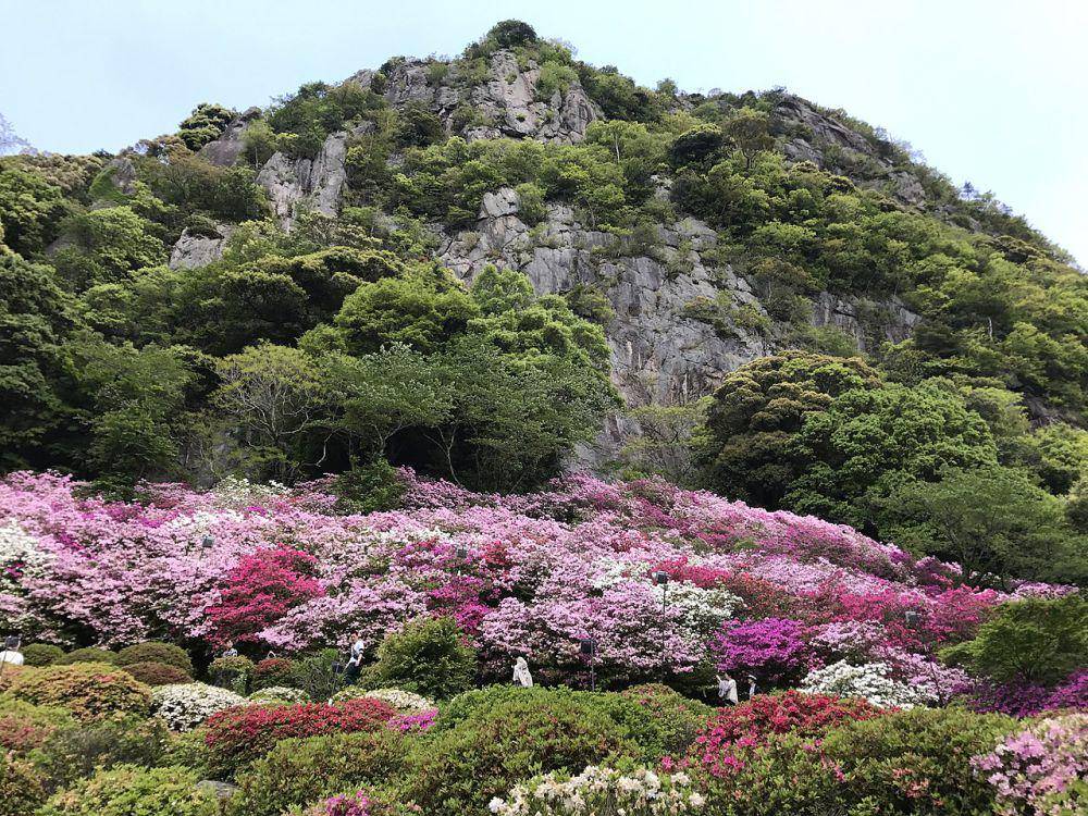 ilustrasi lembah bunga azalea (commons.wikimedia.org/そらみみ)