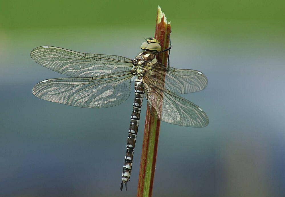 Hawker selatan (commons.wikimedia.org/Böhringer)