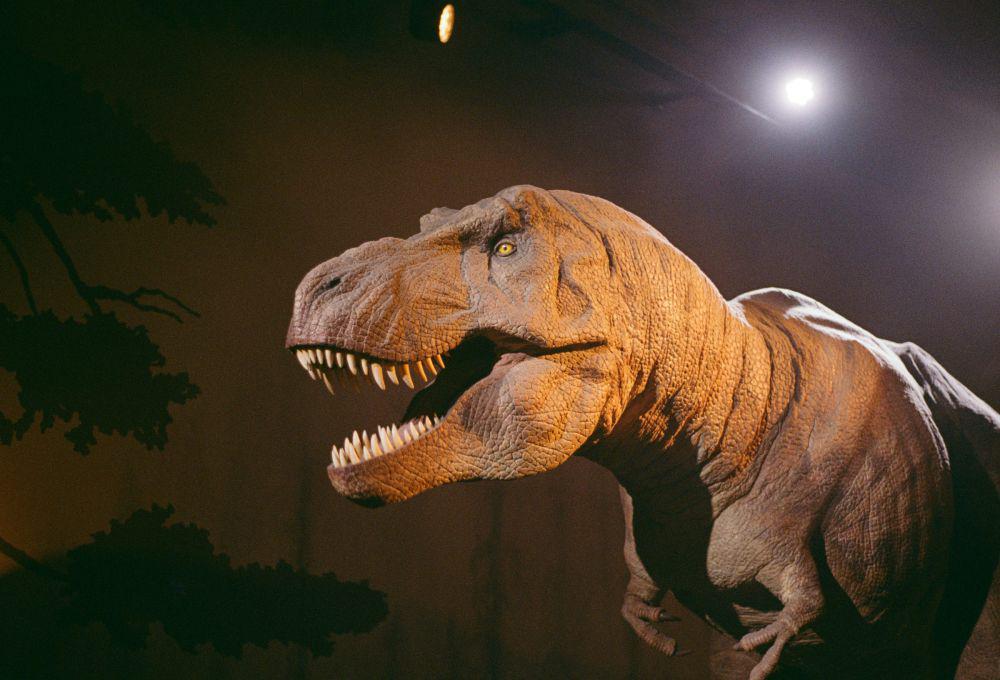 5 Fakta T-Rex yang Jarang Diketahui, Pasti Kamu Gak Nyangka!