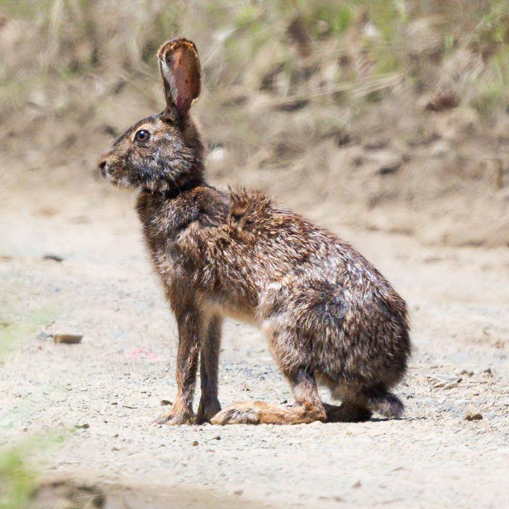 ilustrasi Lepus mandshuricus (commons.wikimedia.org/Михаил Голомысов)