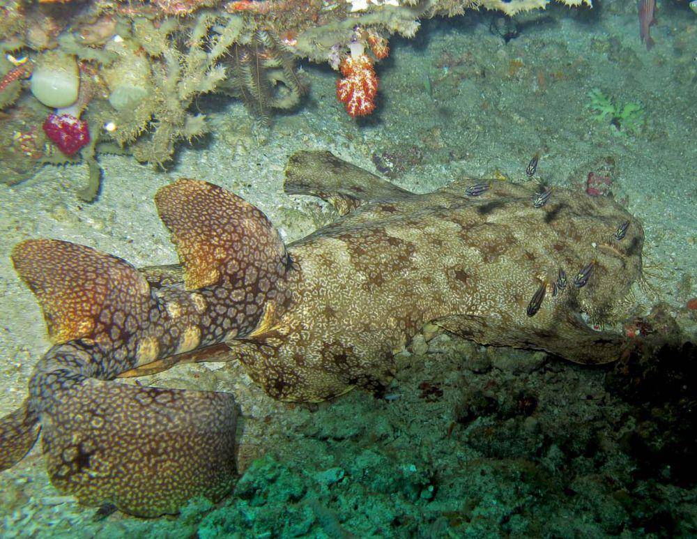 Wobbegong berumbai (commons.wikimedia.org/Lakshmi Sawitri)
