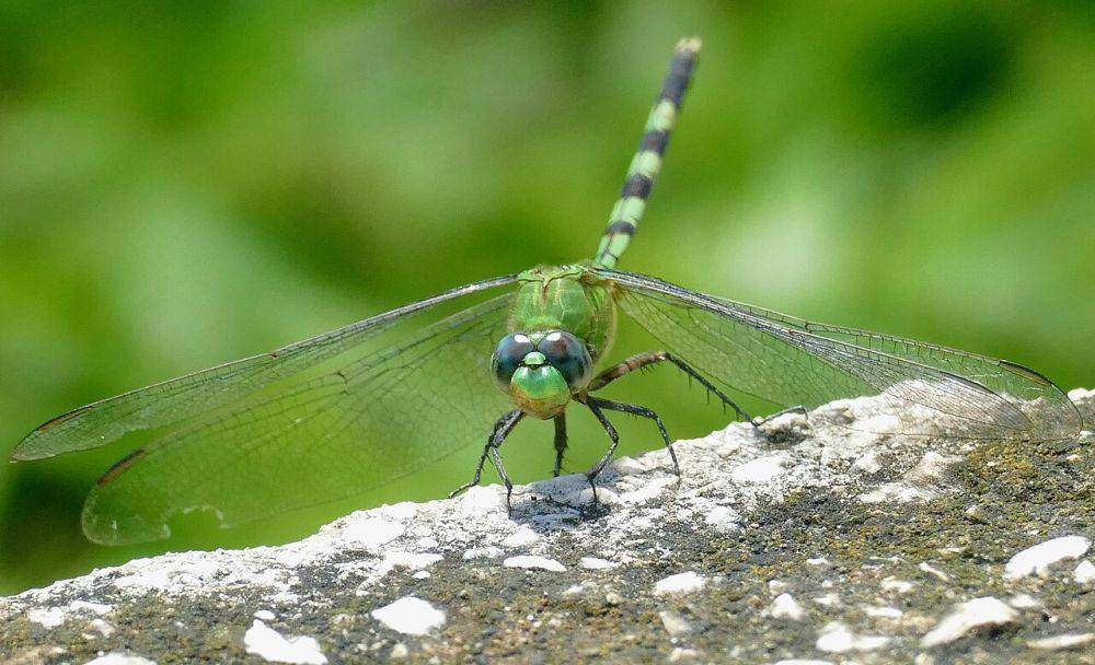 Pondhawk besar (commons.wikimedia.org/Bernard DUPONT)