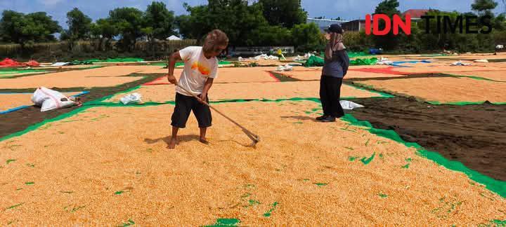 Harga Jagung di Bima Malah Anjlok saat Panen Raya Dimulai
