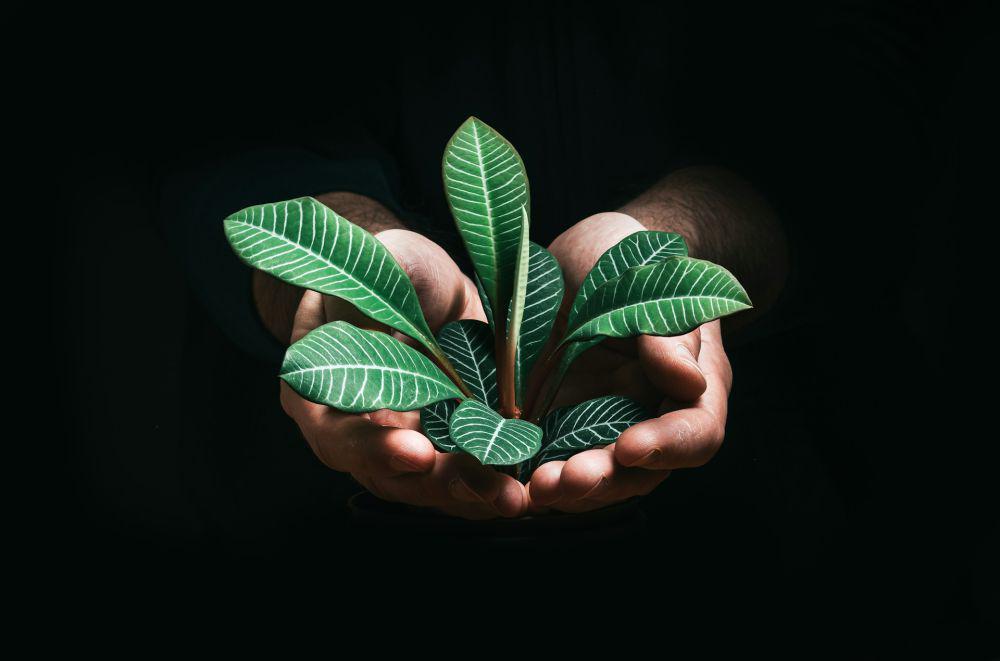 ilustrasi menjaga lingkungan (unsplash.com/Jan Kopřiva)