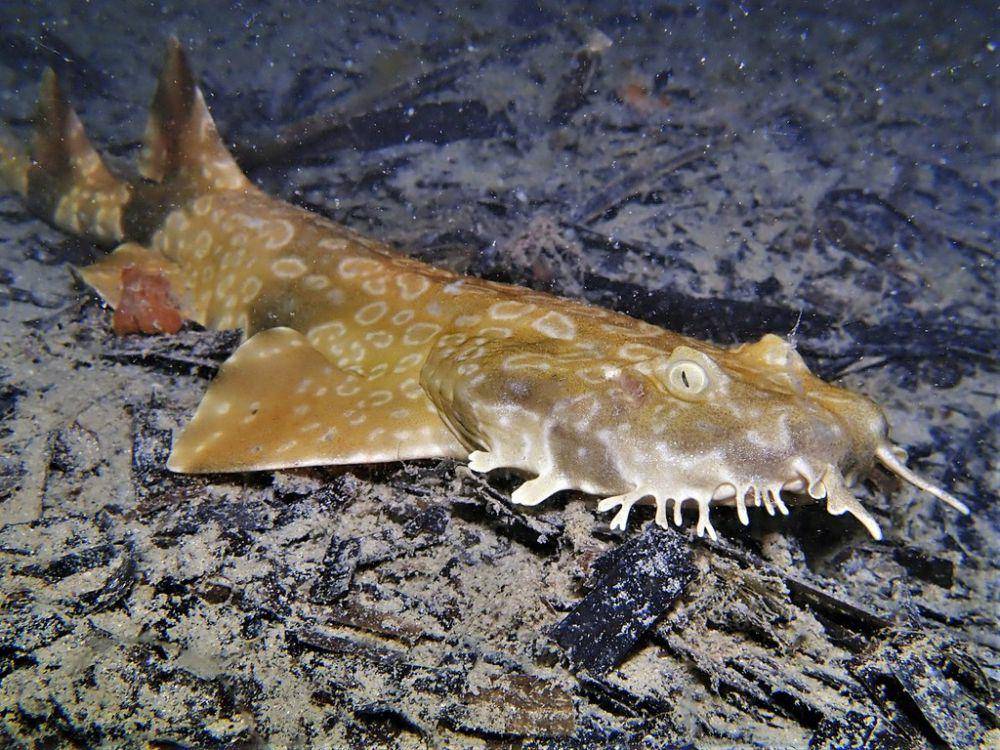 Wobbegong tutul kerdil (inaturalist.org/J. Martin Crossley)