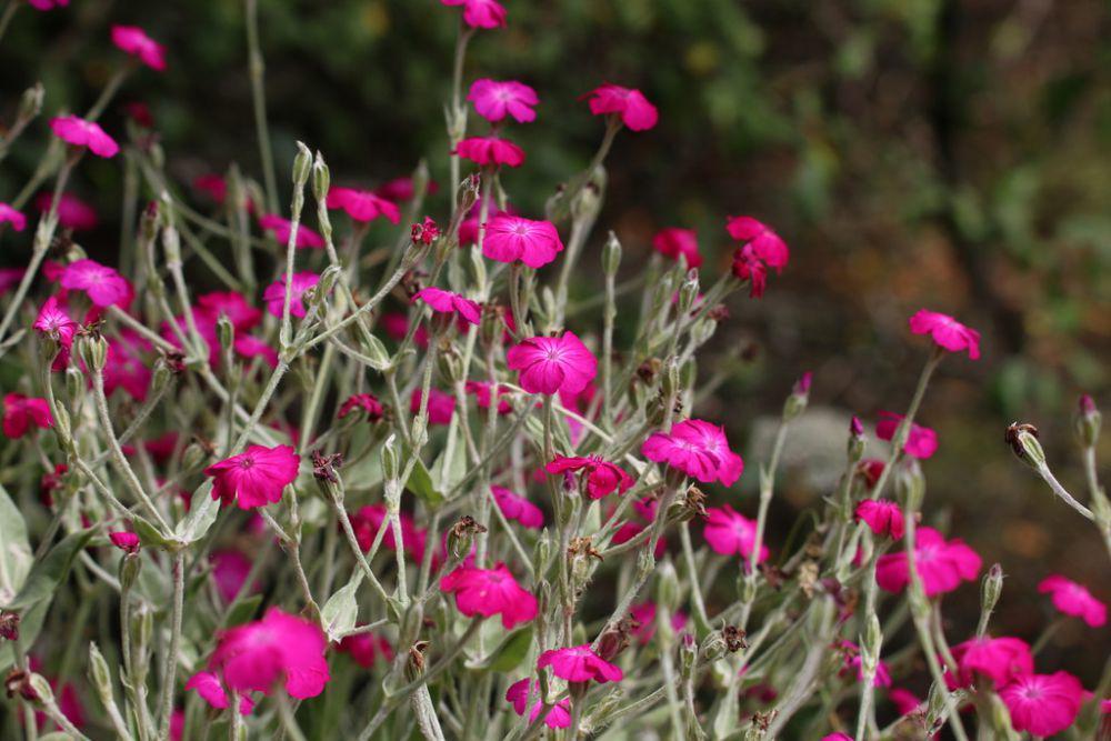 6 Fakta Menarik Rose Campion, Tanaman Cantik dengan Daun Perak Berbulu