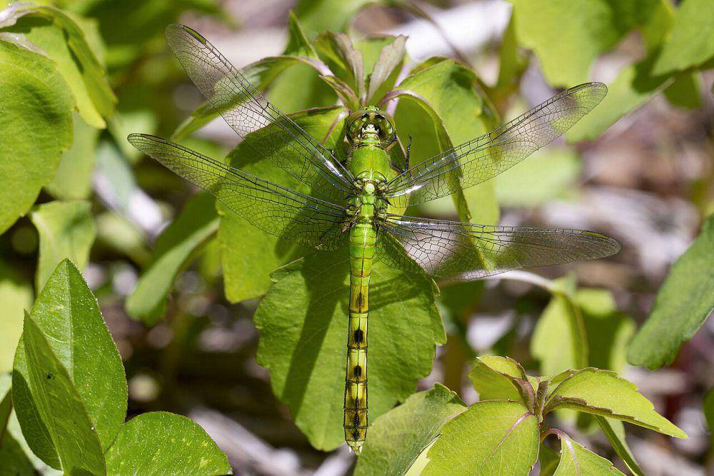 Pondhawk (commons.wikimedia.org/Kristof Zyskowski dan Yulia Bereshpolova)