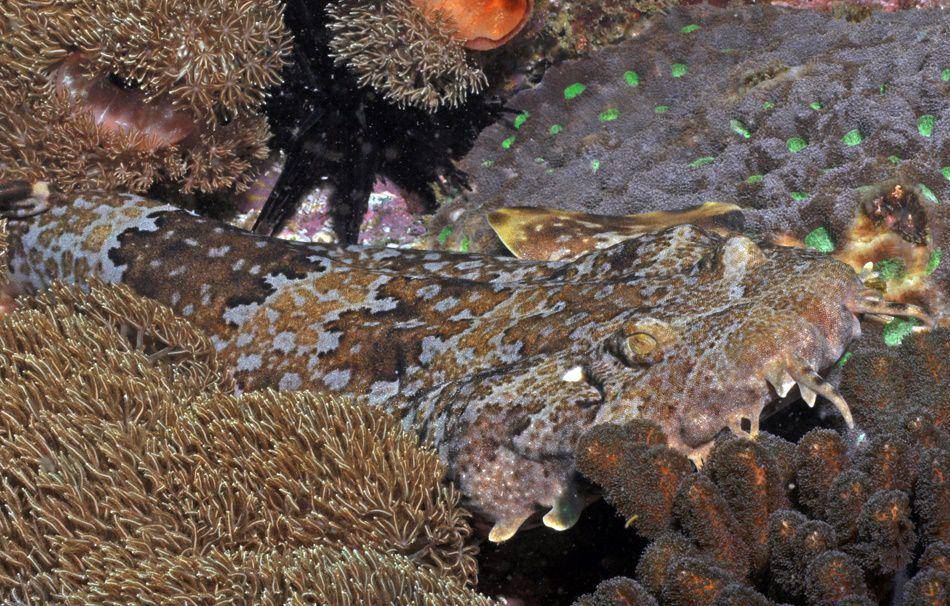 Wobbegong teluk (commons.wikimedia.org/Rick Stuart-Smith/Reef Life Survey)