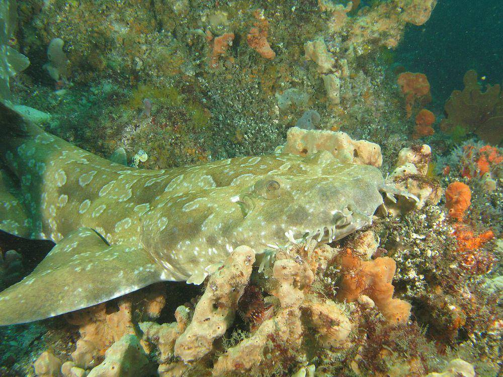 Wobbegong tutul (commons.wikimedia.org/	Taso Viglas)