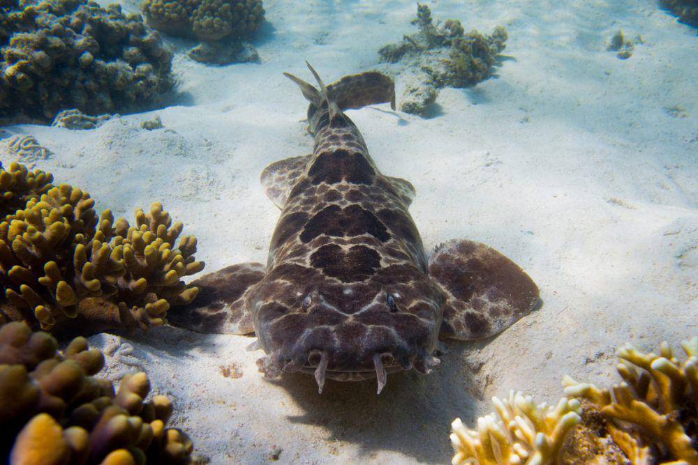 Wobbegong utara (commons.wikimedia.org/Guy Skillen/Atlas of Living Australia)
