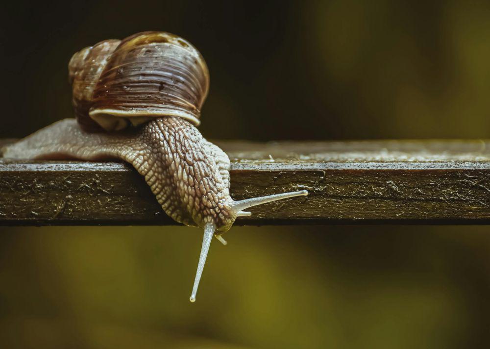 4 Fakta Ilmiah tentang Gigi Siput, Jumlahnya Terbanyak di Dunia!