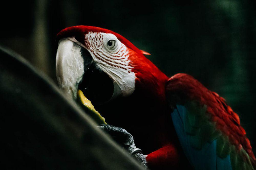 Kenapa Burung Beo Bisa Bicara Seperti Manusia? Sains Ungkap Rahasianya