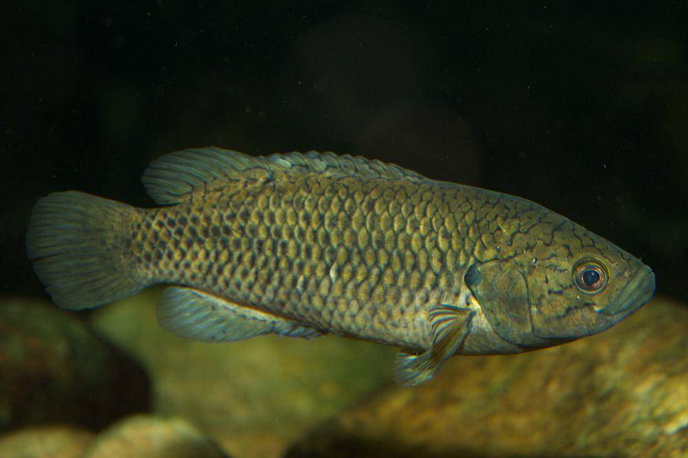 5 Fakta Menarik Cape Kurper, Ikan Kecil Endemik Afrika Selatan!