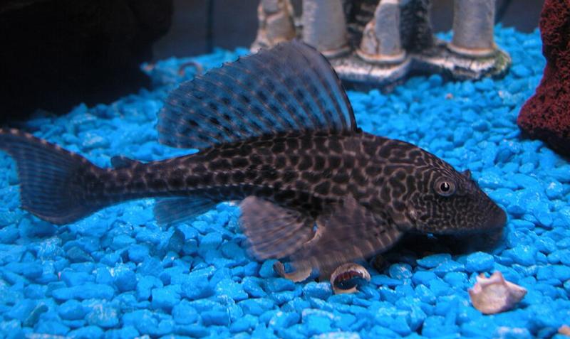 ikan sapu-sapu (commons.wikimedia.org/Ayesha)