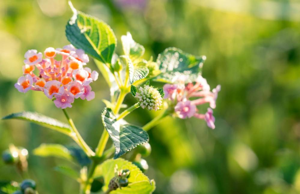 ilustrasi lantana (pexels.com/Dapur Melodi)