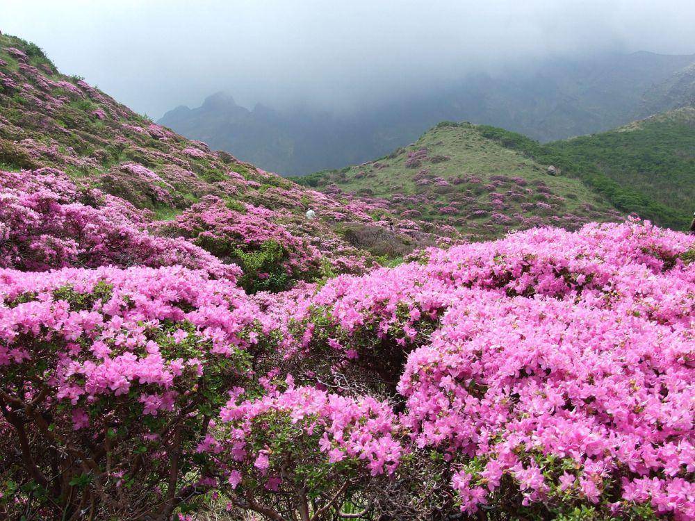 ilustrasi bunga azalea di pegunungan (pixabay.com/deltaworks)