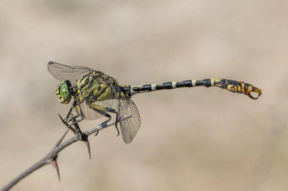 Pincertail kecil (commons.wikimedia.org/Charles J. Sharp)